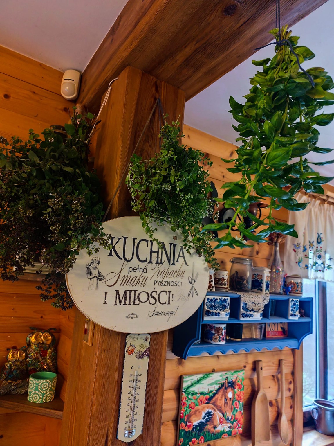 Wiązki świeżych ziół suszące się w kuchni Agroturystyki SULEŃKA